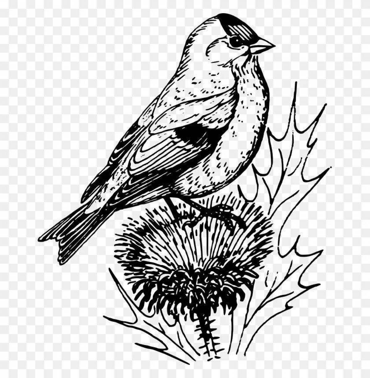 Coloring page wild goldfinch