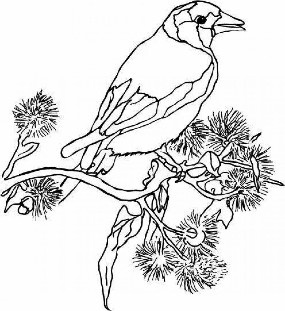 Adorable goldfinch coloring page