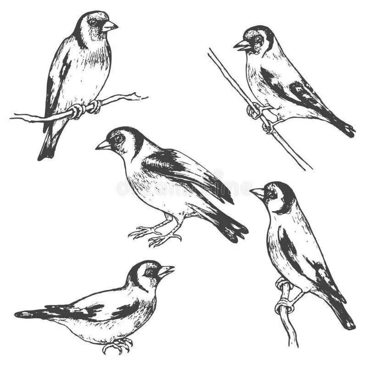 Glorious goldfinch coloring page