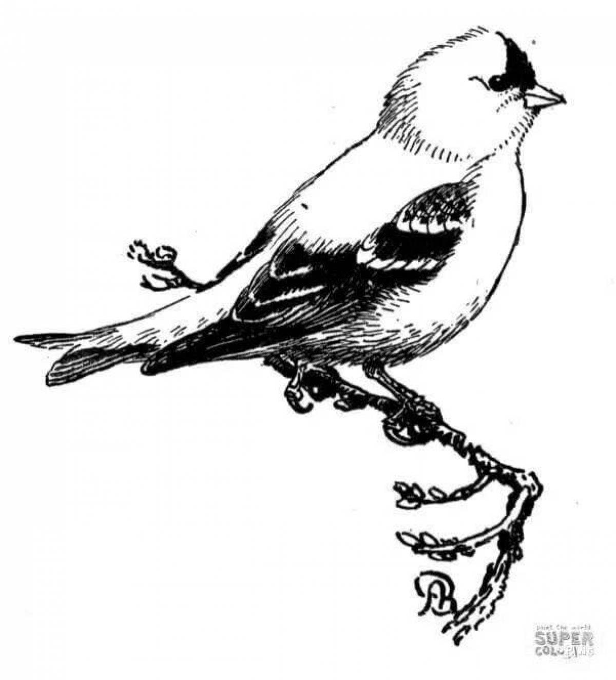 Majestic goldfinch coloring page