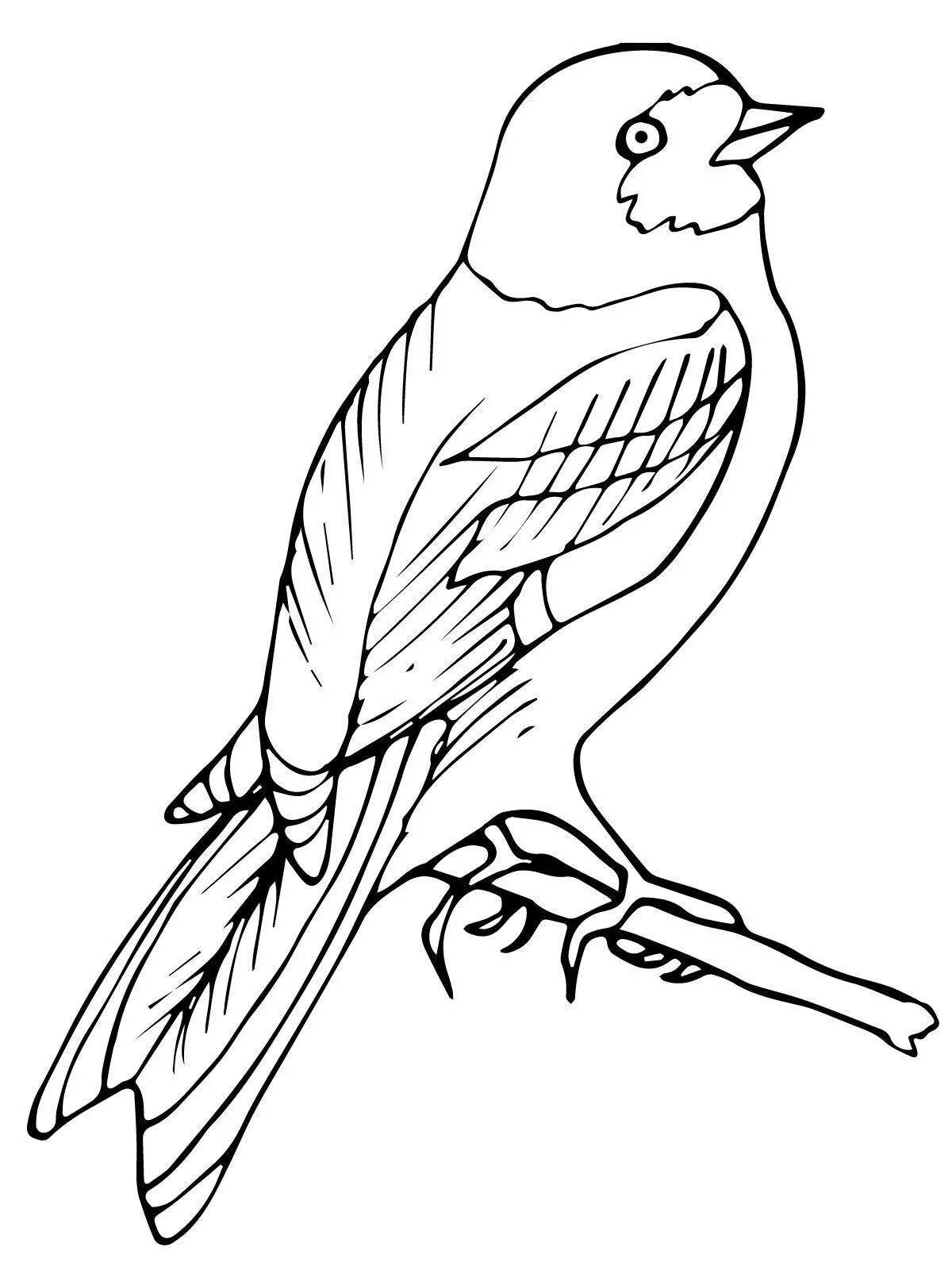 Beautiful goldfinch coloring page