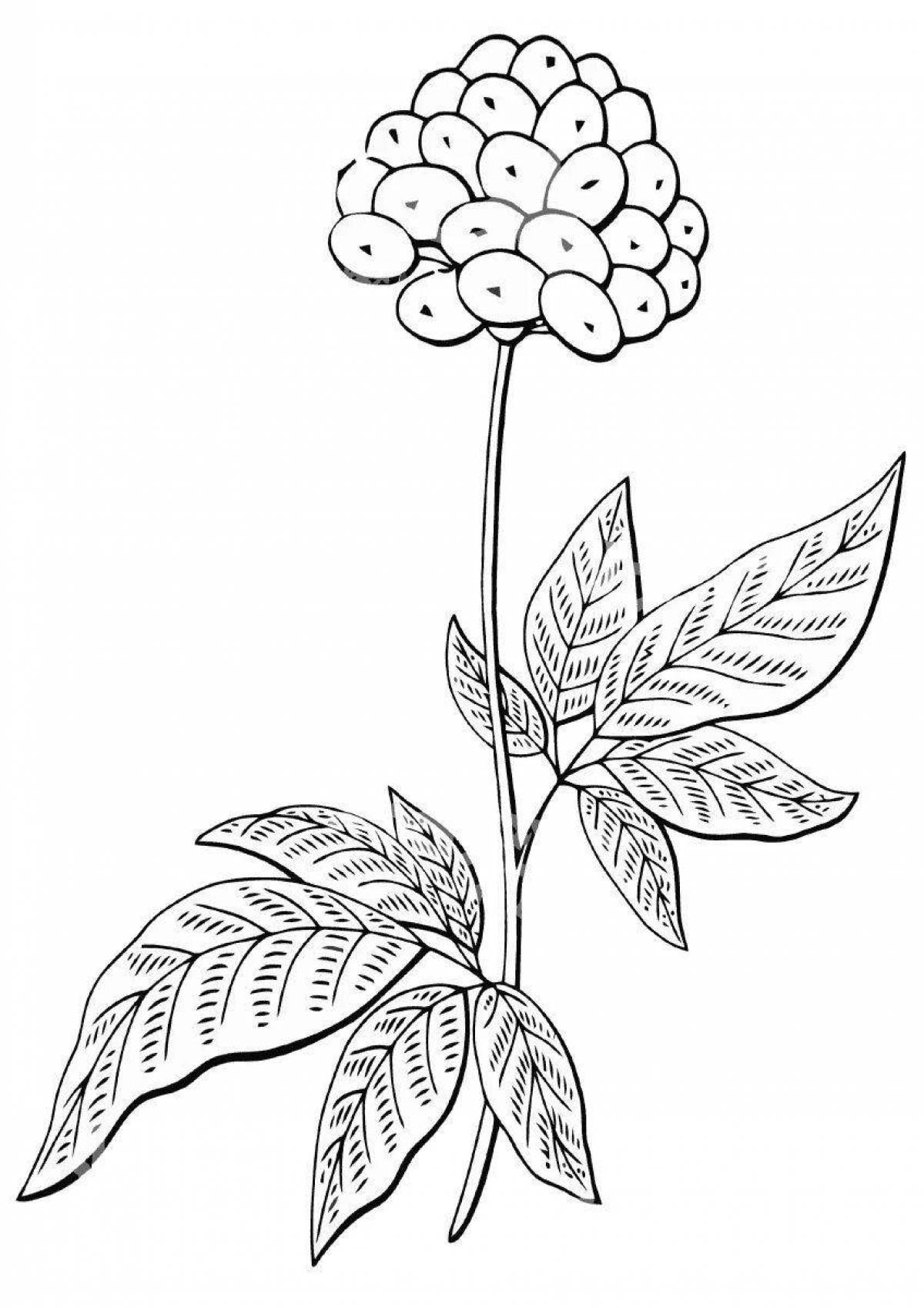 Ядовитые растения, Ч.1 | Ботанические рисунки, Ботанические иллюстрации, Ядовитые растения