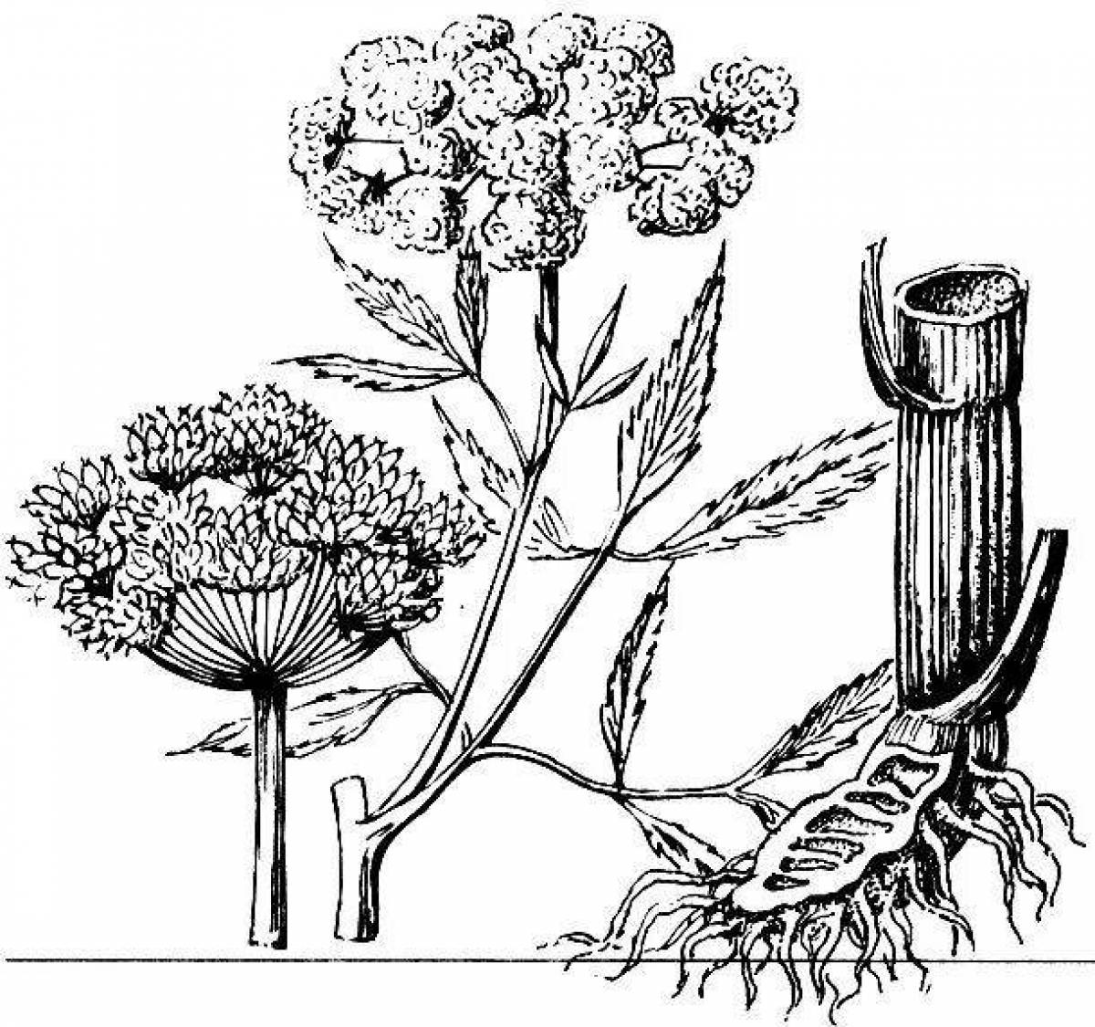 Ядовитые растения: названия, описание, фото