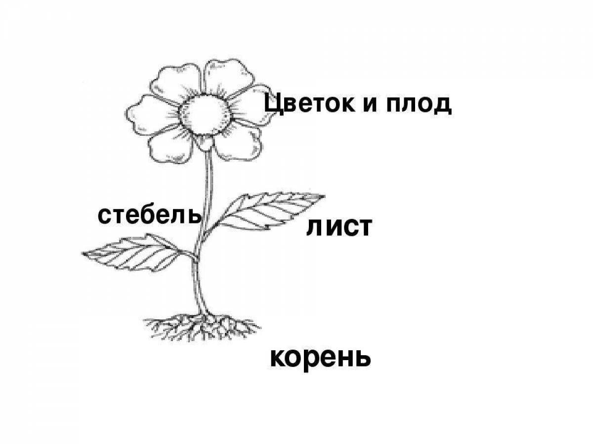 Части растения 1 класс окружающий. Строение цветка схема корень стебель. Части растений корень стебель лист. Строение растений корень стебель лист. Схема растения корень стебель.