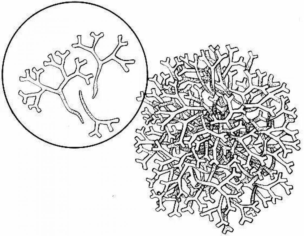 Нарисовать лишайник 5 класс биология карандашом