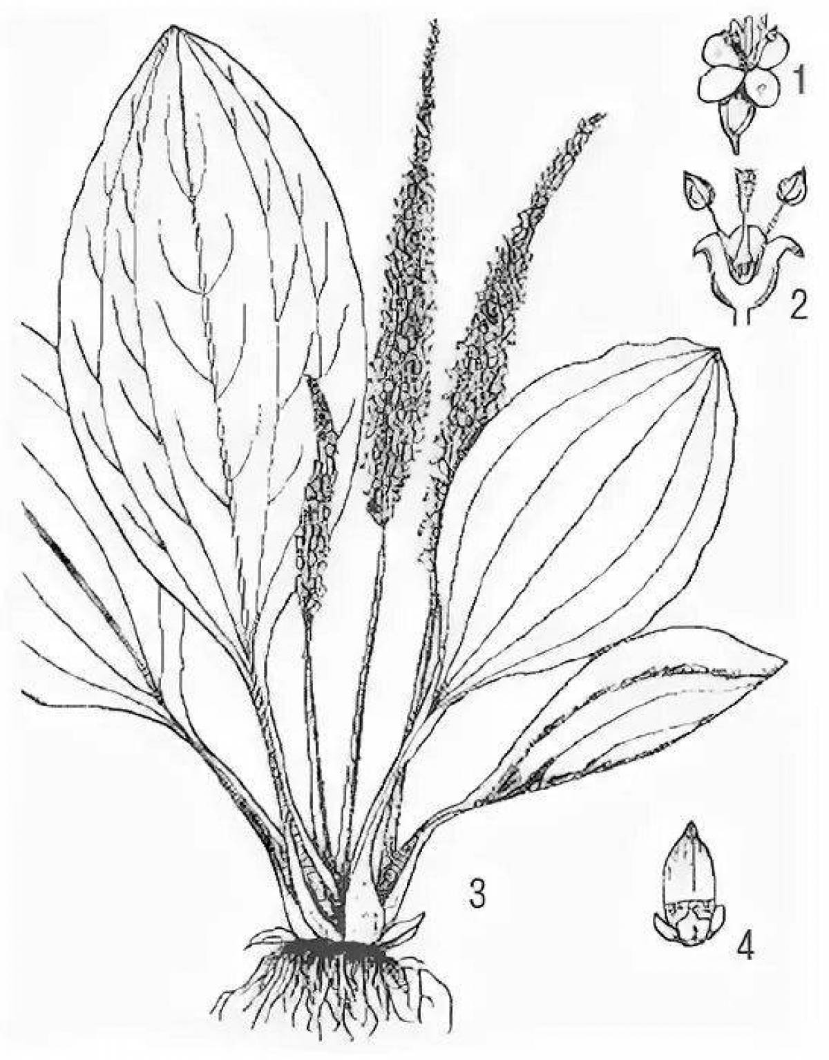 Подорожник рисунок. Подорожник раскраска. Подорожник раскраска для детей. Подорожник карандашом. Раскраска лекарственные растения подорожник.