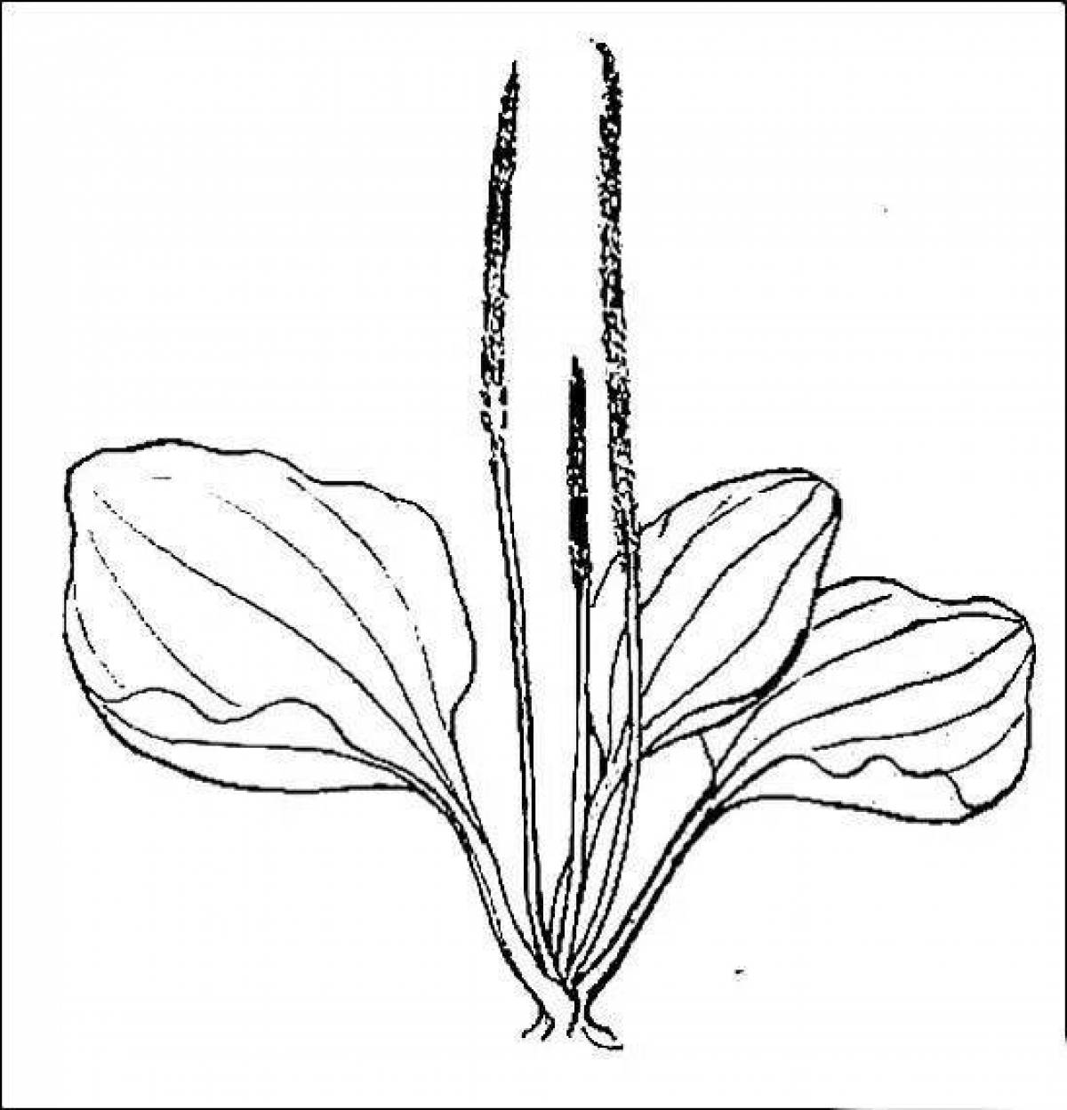 Описание растения рисунок. Подорожник большой. Подорожник ланцетолистный. Подорожник гербарий. Подорожник большой рисунок.