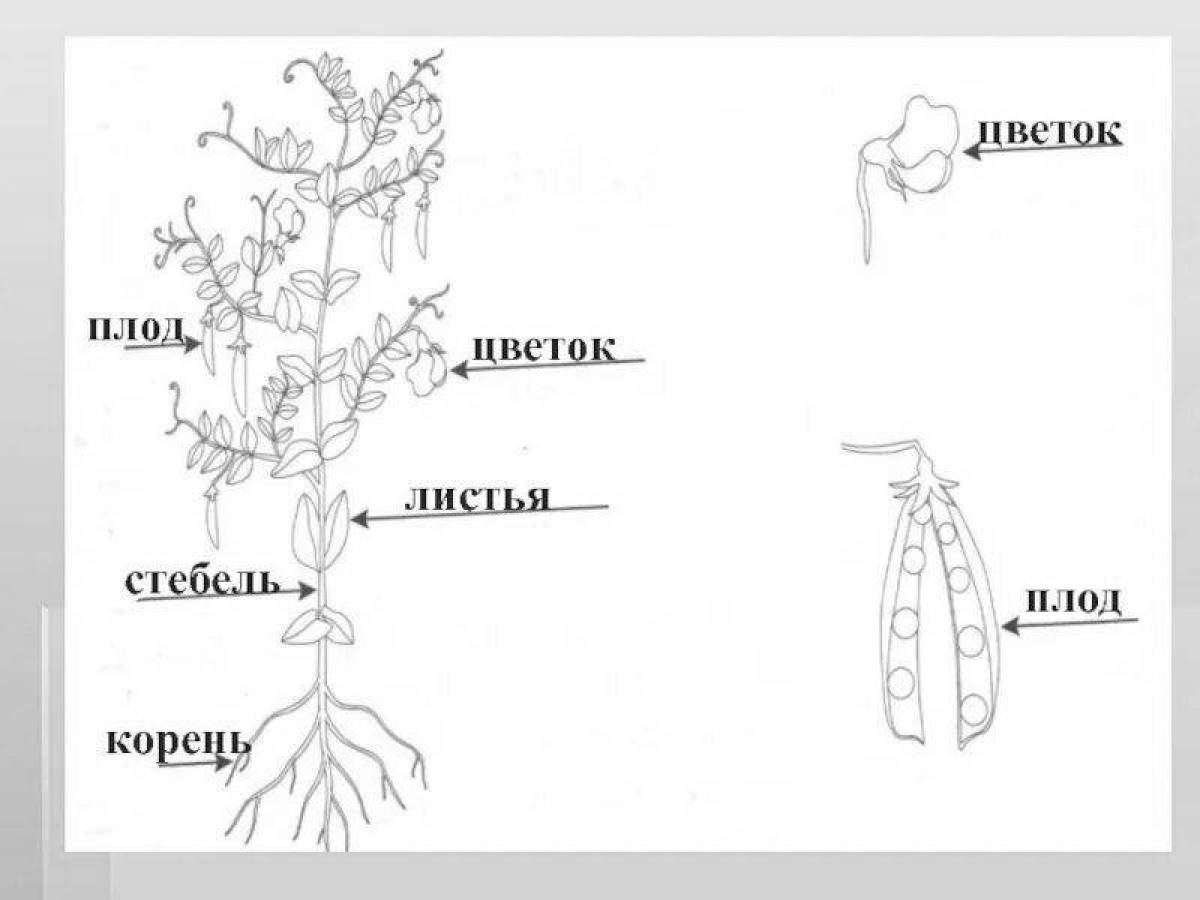 Фото Увлекательная страница раскраски частей растений