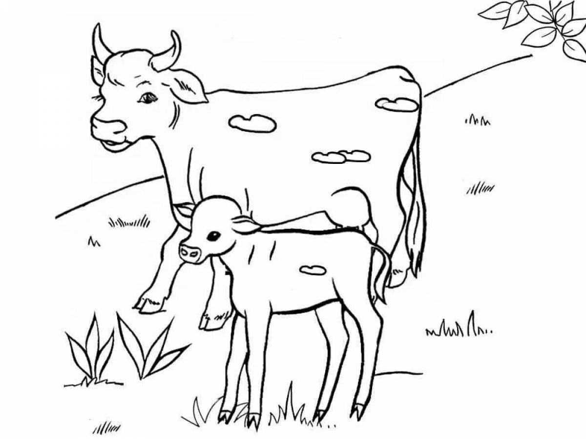 Colouring happy cow and calf