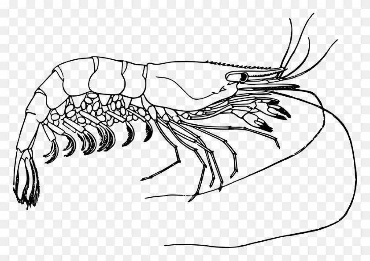 Animated shrimp coloring page