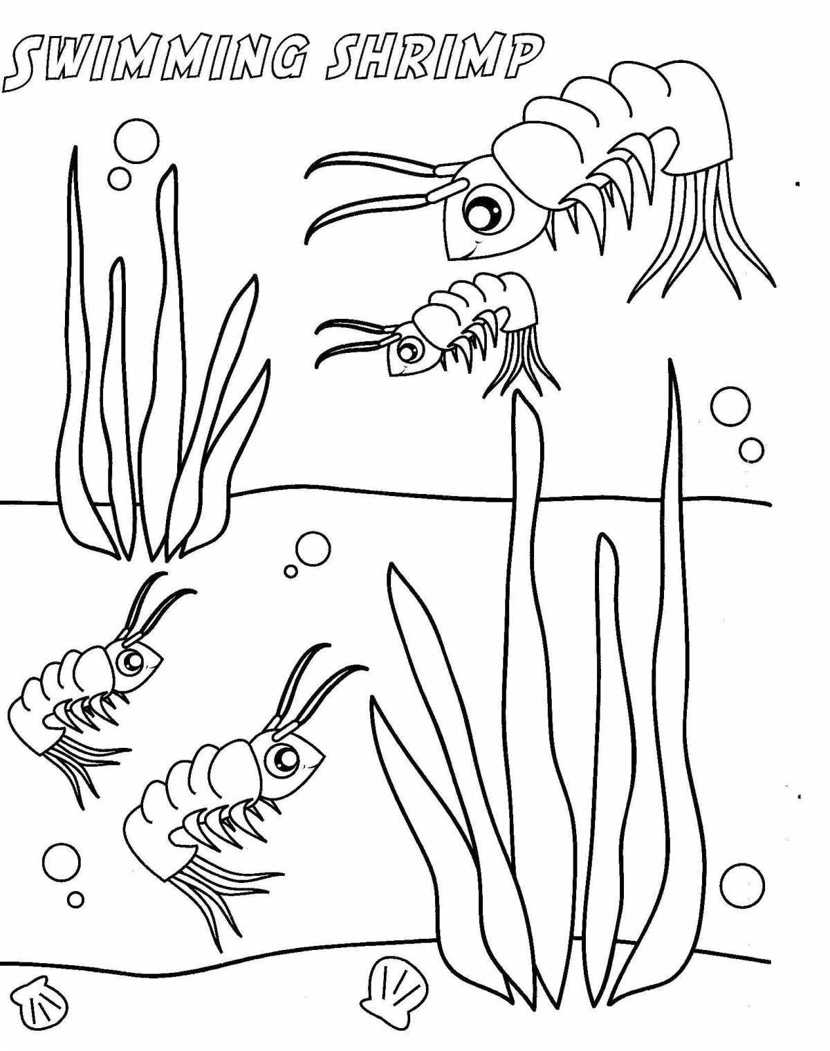 Cute shrimp coloring book