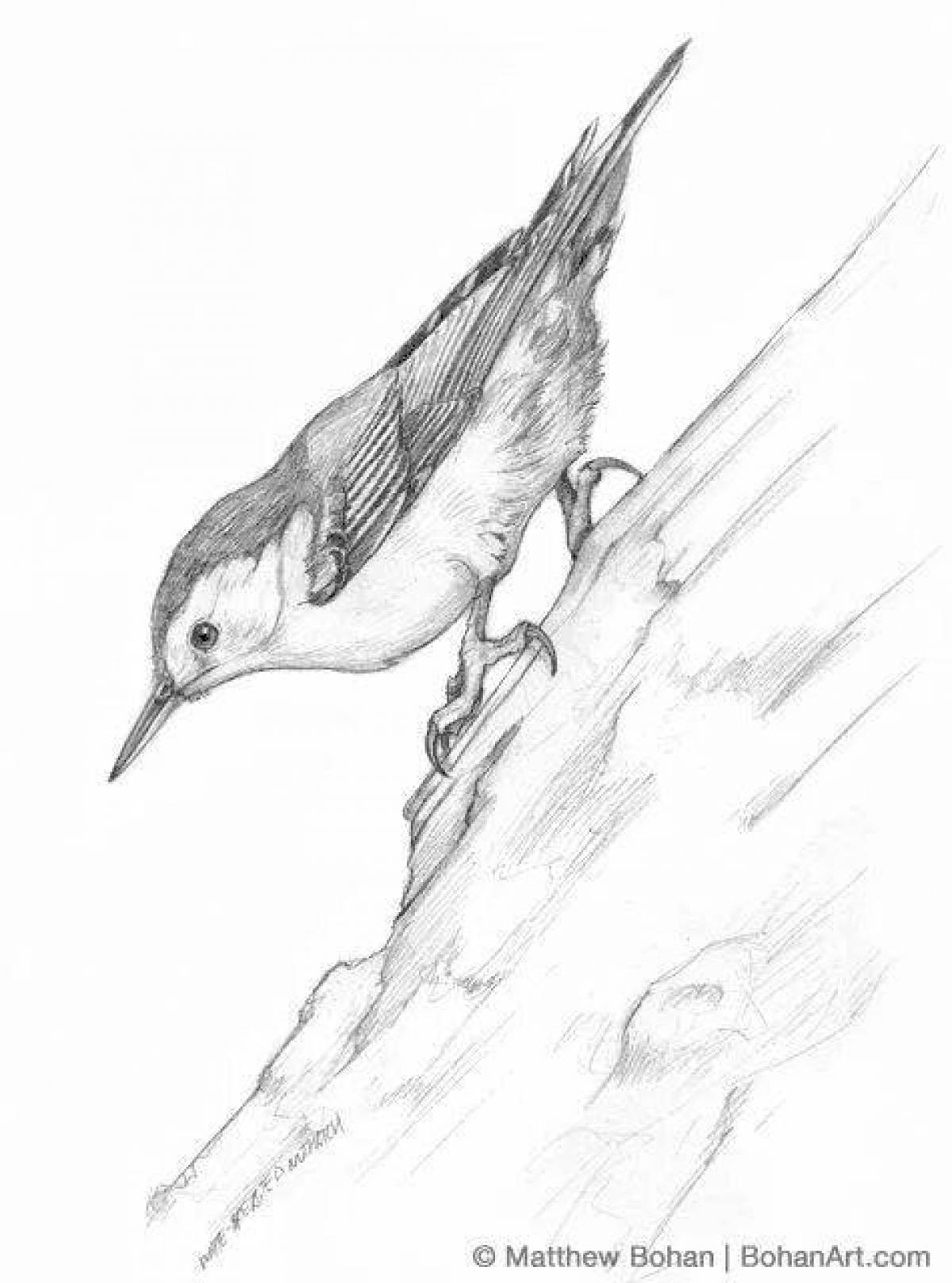 Colorful nuthatch coloring page