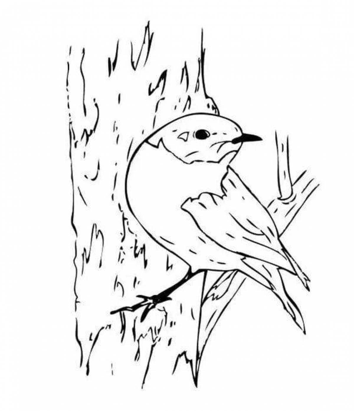 Adorable nuthatch coloring page