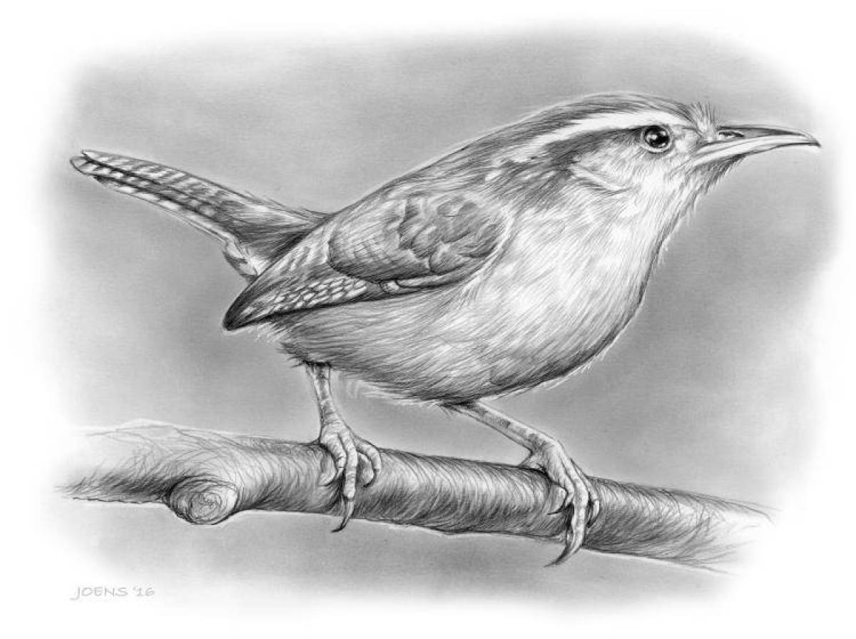 Animated nuthatch coloring page