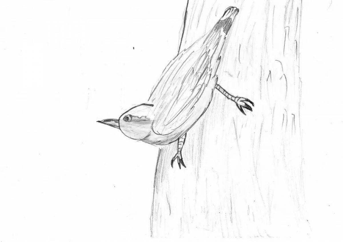 Coloring live nuthatch