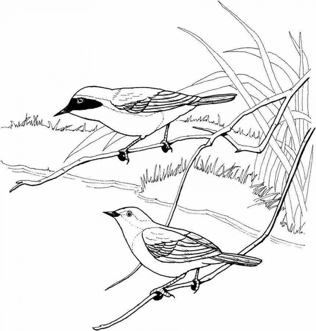 Holiday nuthatch coloring page