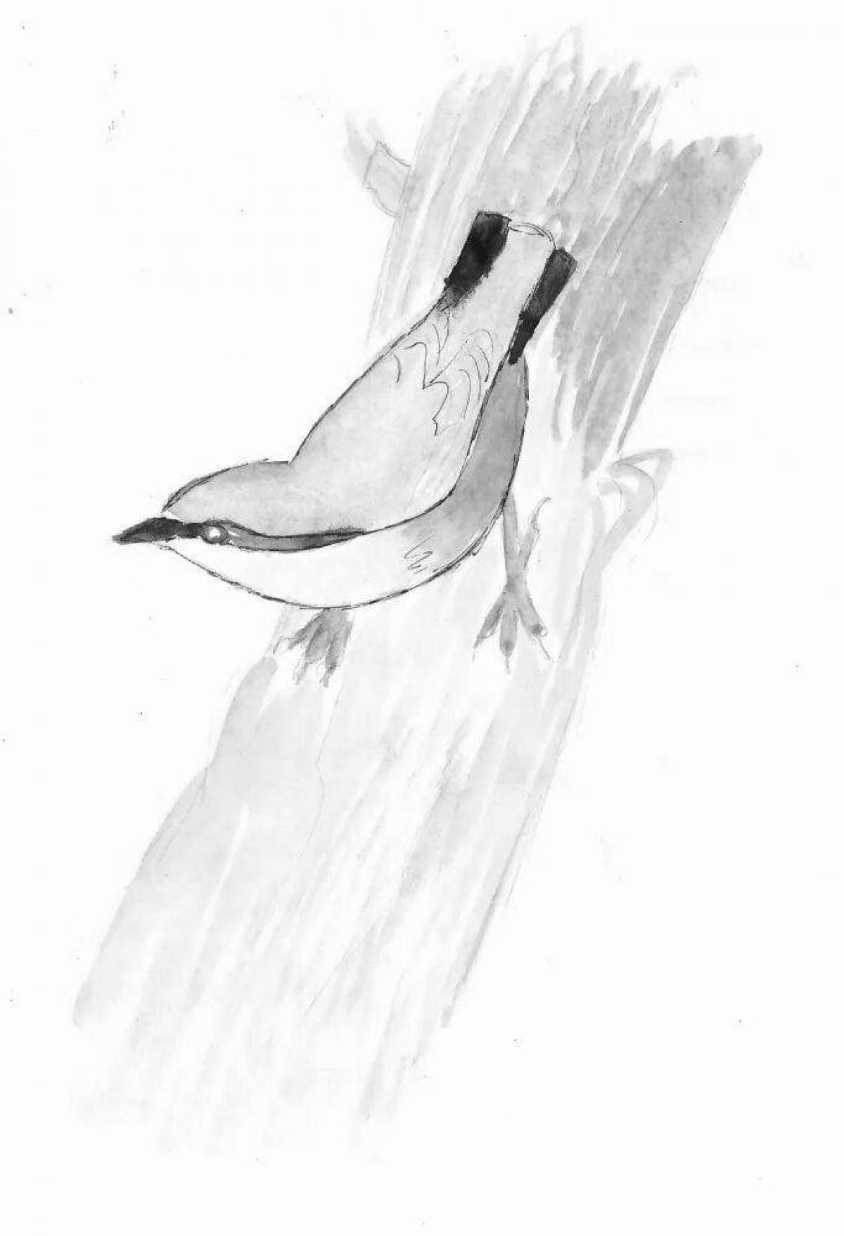 Radiant nuthatch coloring page