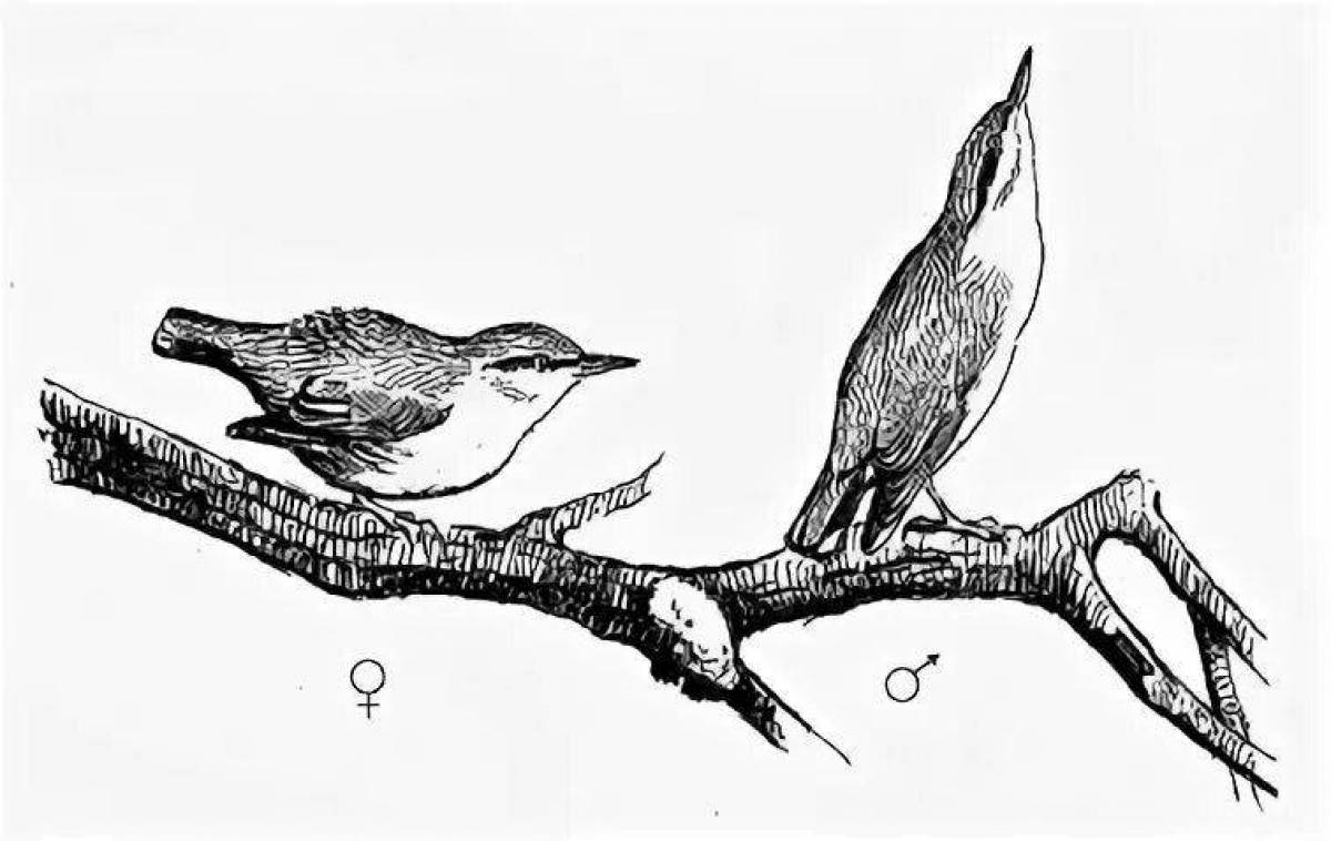 Glowing nuthatch coloring page