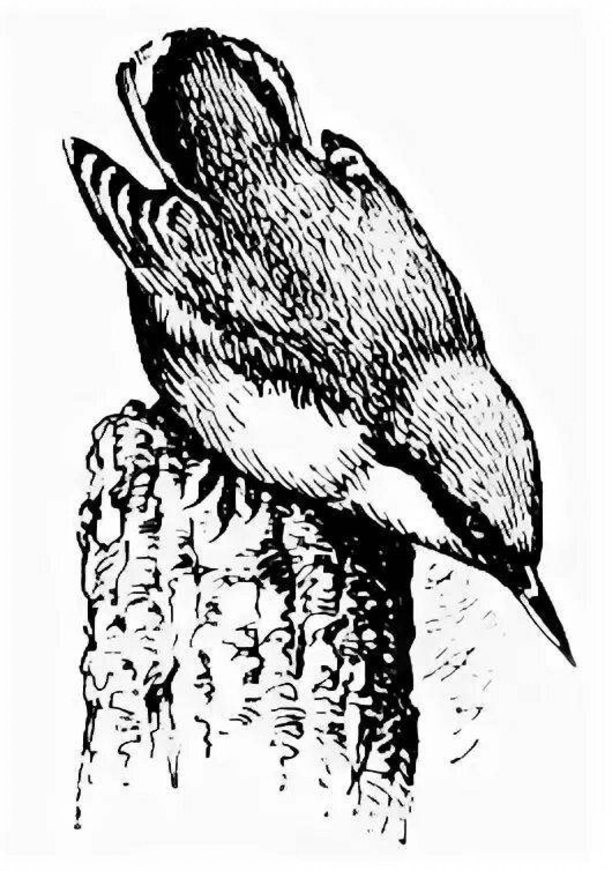 Gorgeous nuthatch coloring page