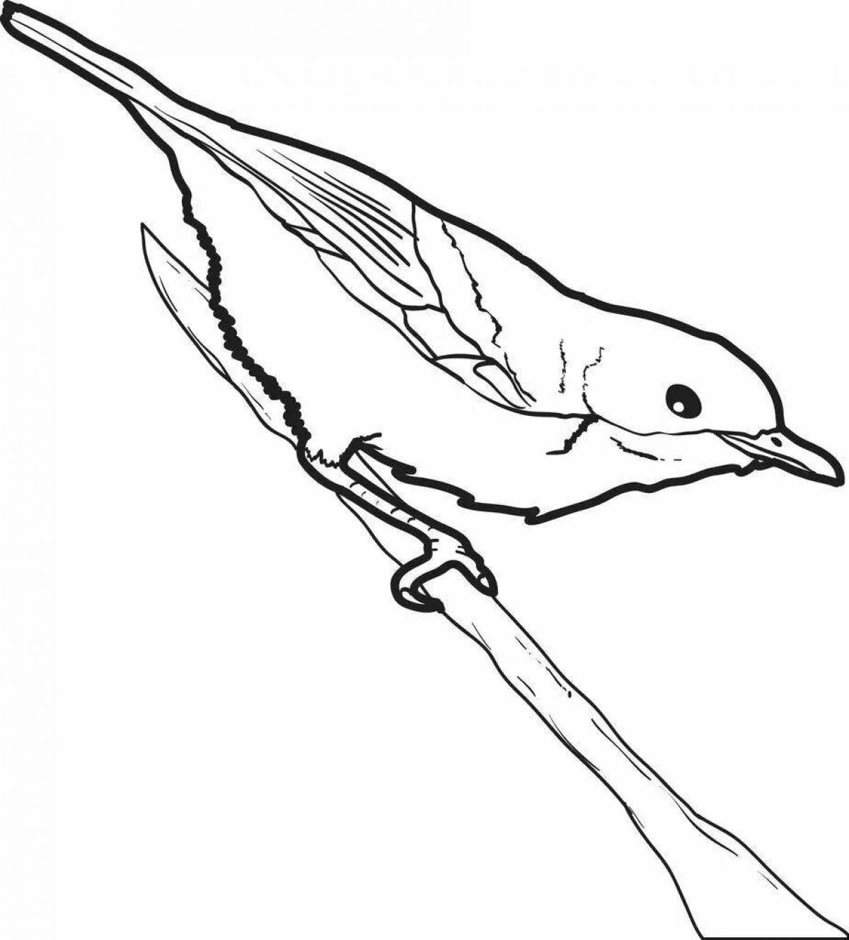 Coloring book beckoning nuthatch