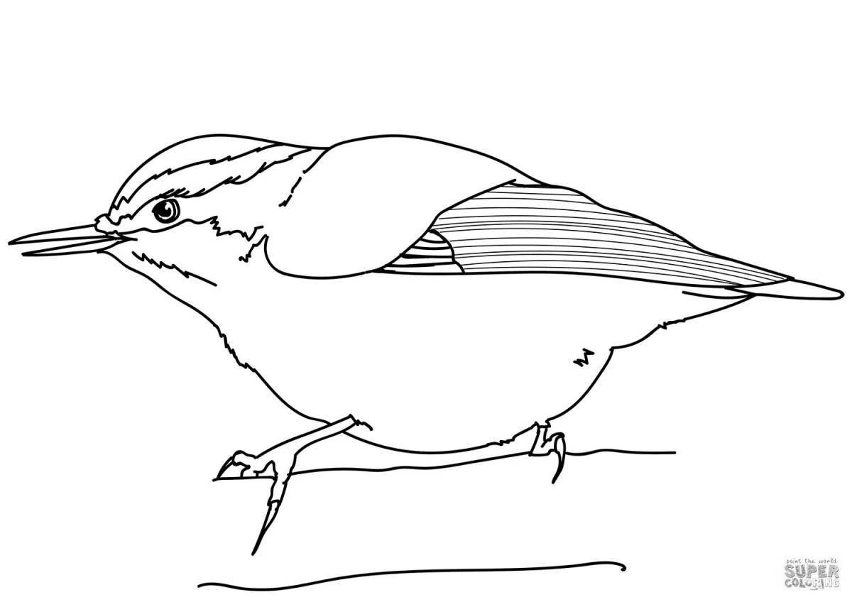 Cute nuthatch coloring book