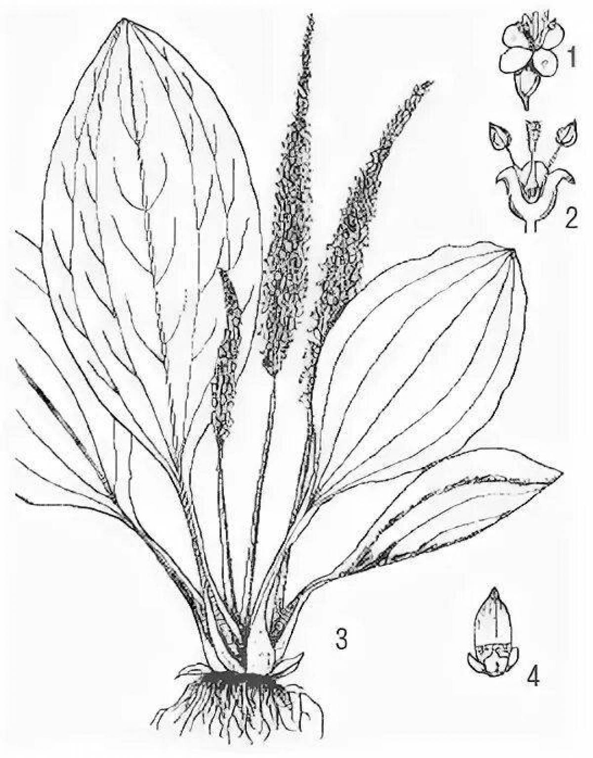 Plantain live coloring page