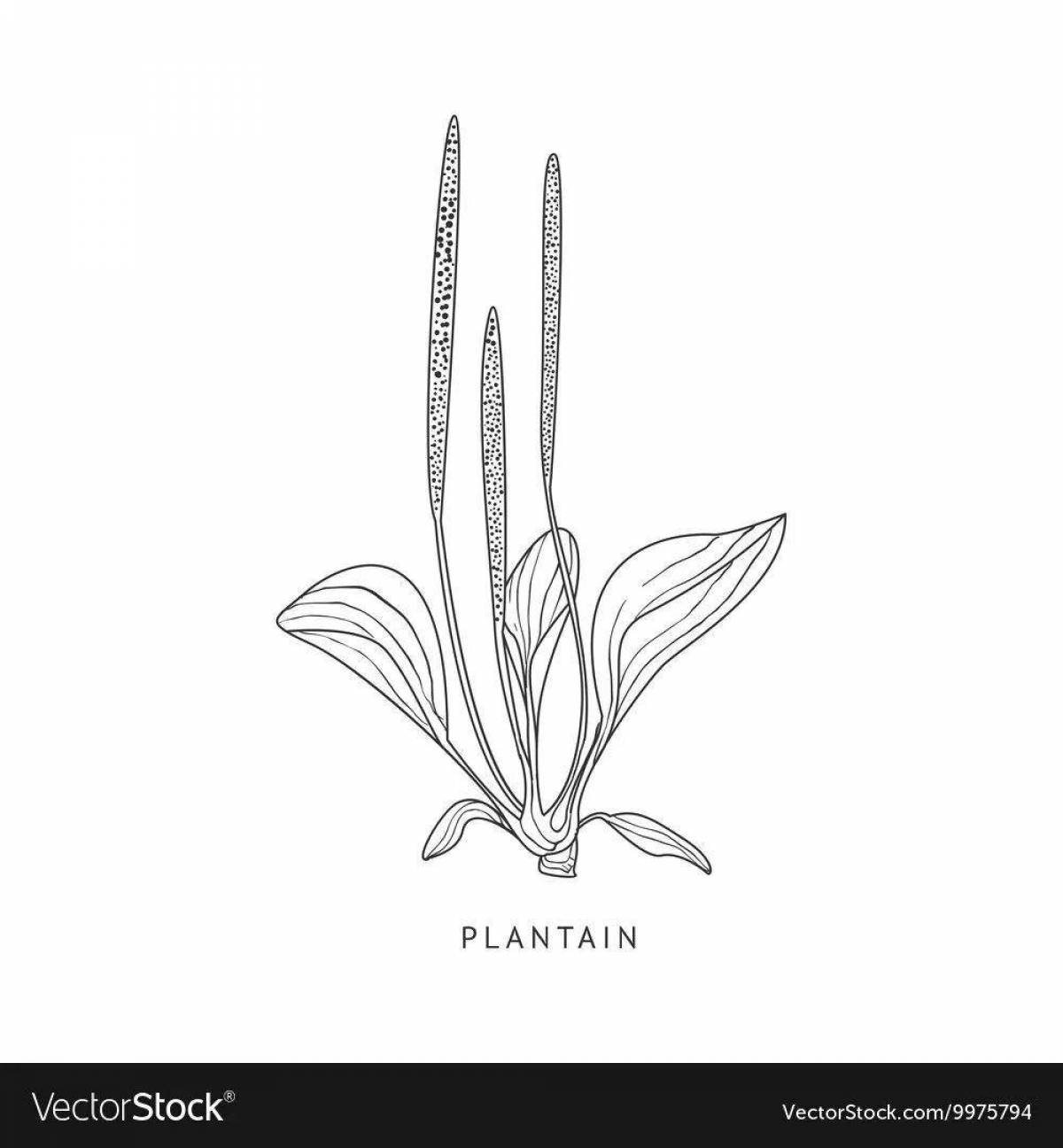 Coloring page dazzling plantain