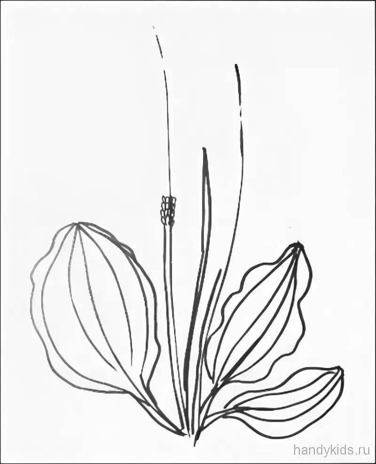 Glitter plantain coloring page