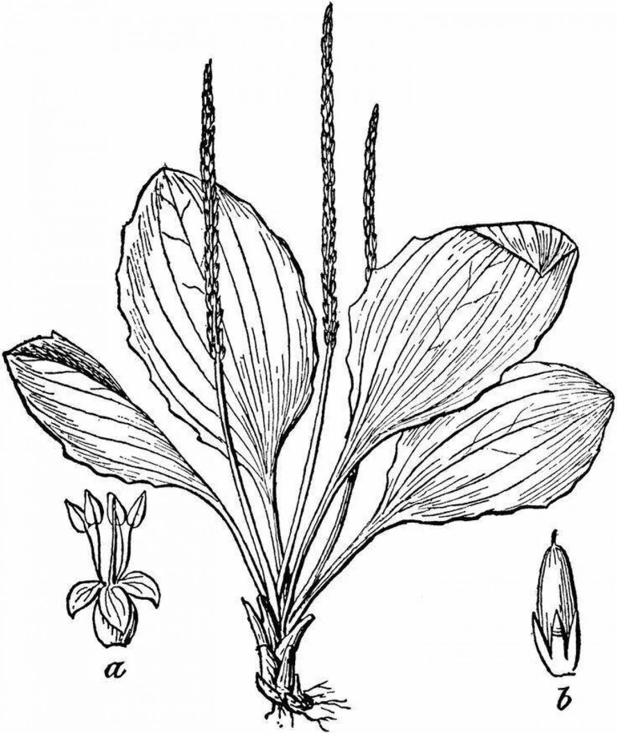 Plantain Animated Coloring Page