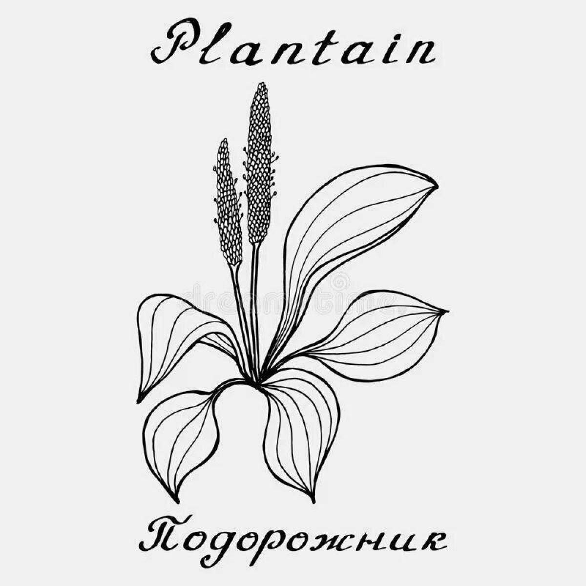 Plantain #12
