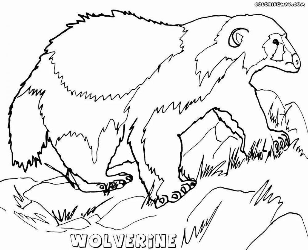 Intensive coloring wolverine animal