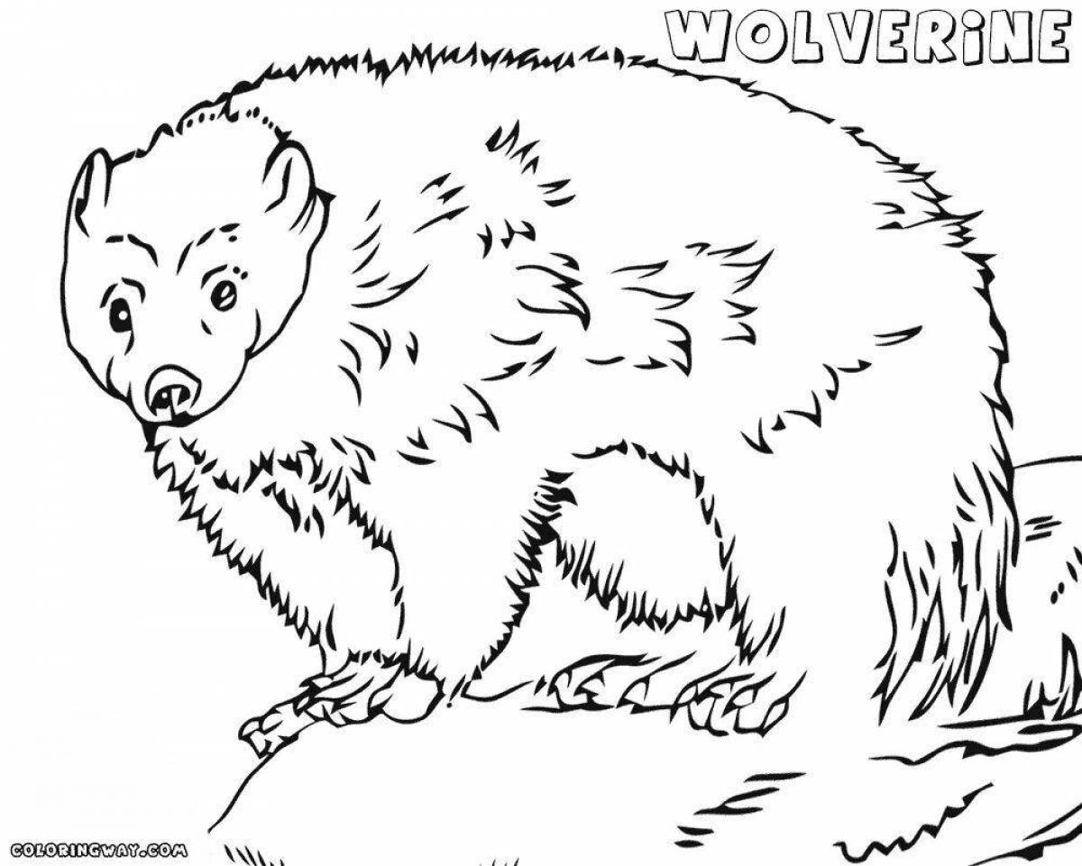 Fat coloring wolverine animal