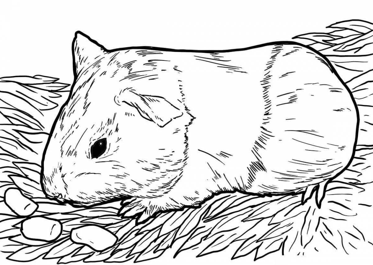 Coloring book funny hamster