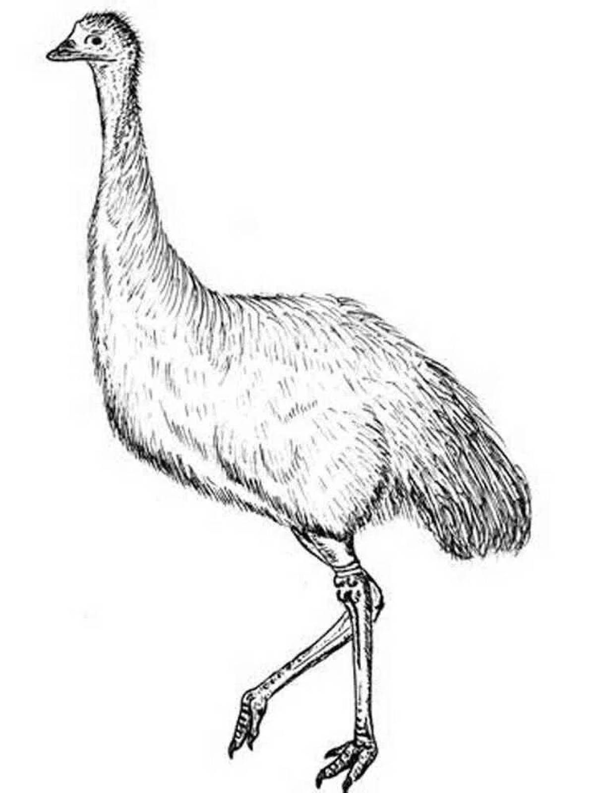 Vibrant emu coloring page