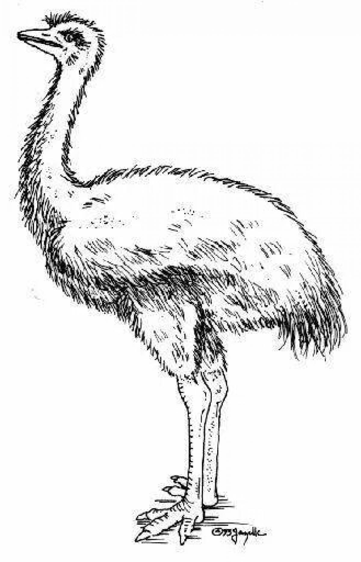 Playful emu coloring page