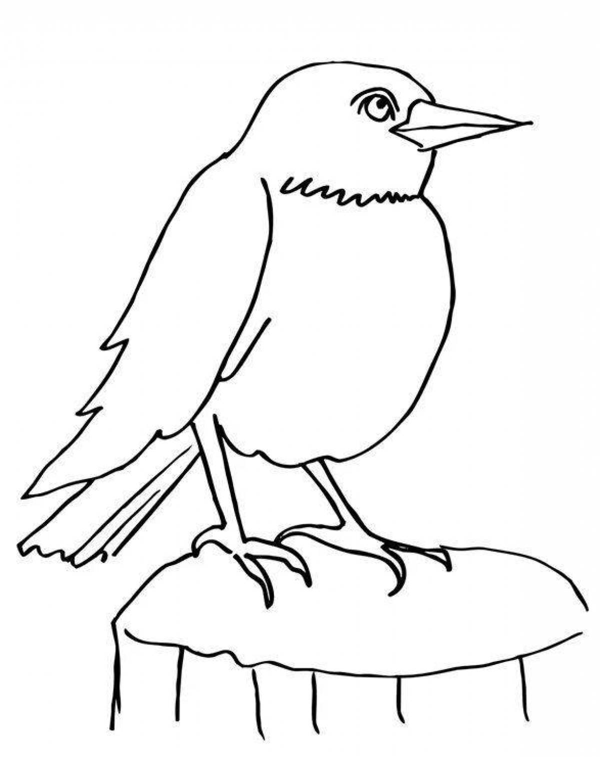 Colorful jackdaw coloring page