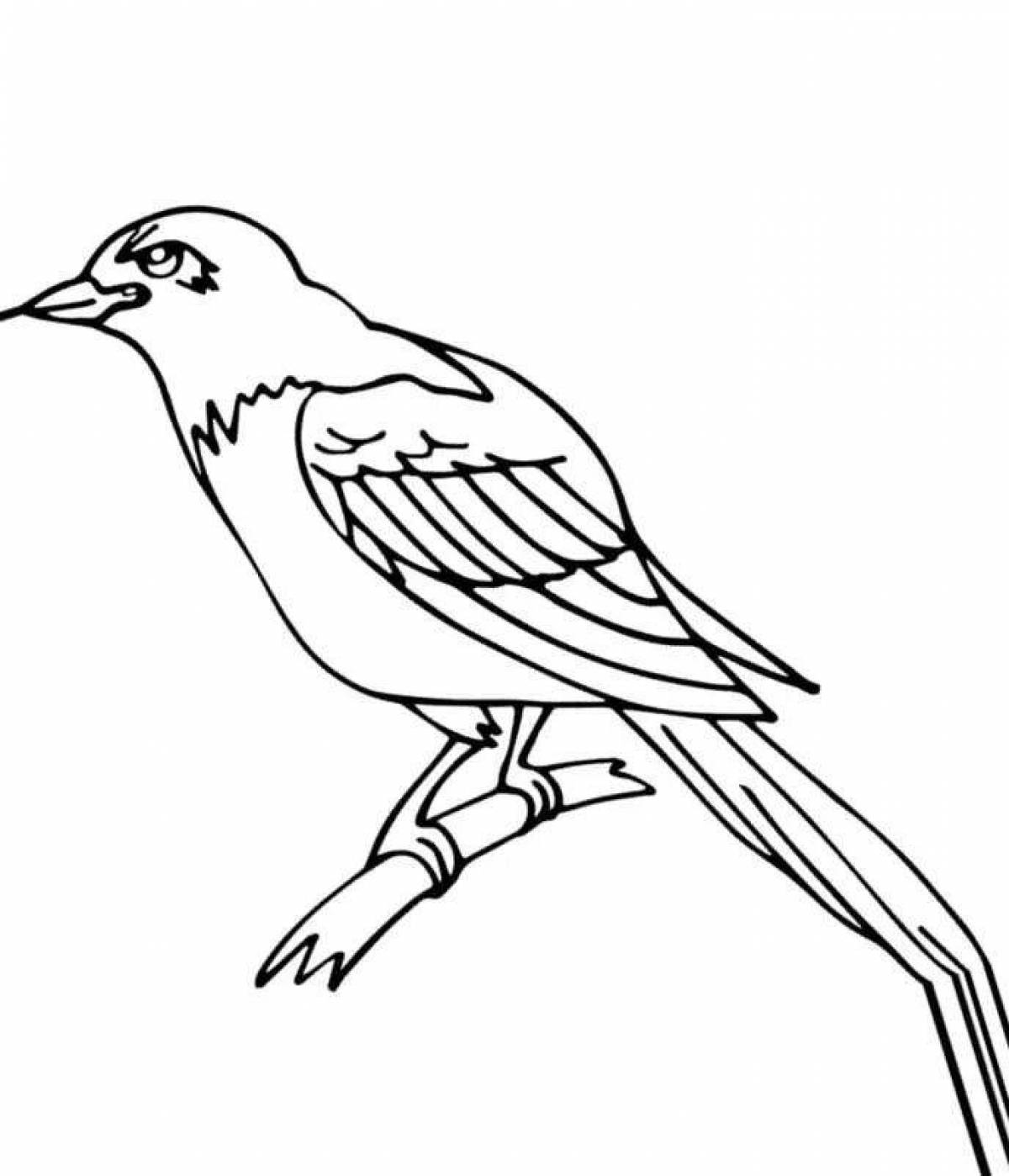 Gorgeous jackdaw coloring page