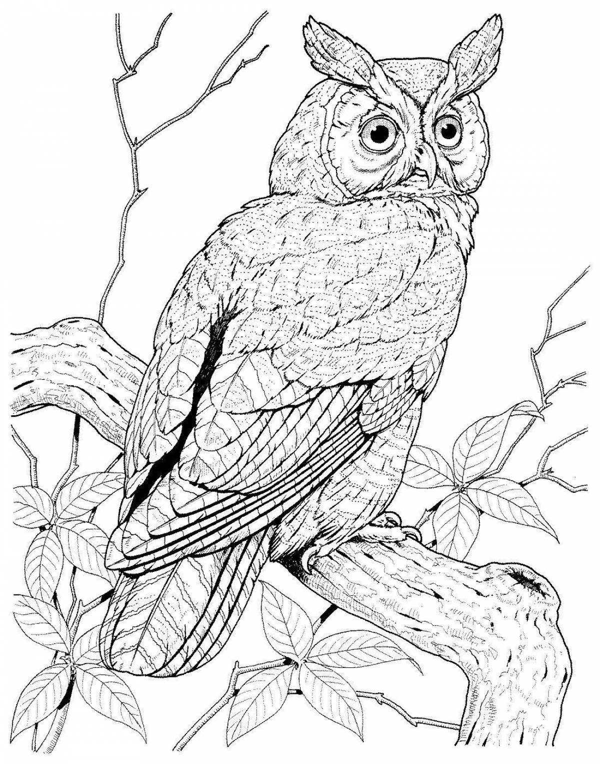 Изящная раскраска рисунок совы