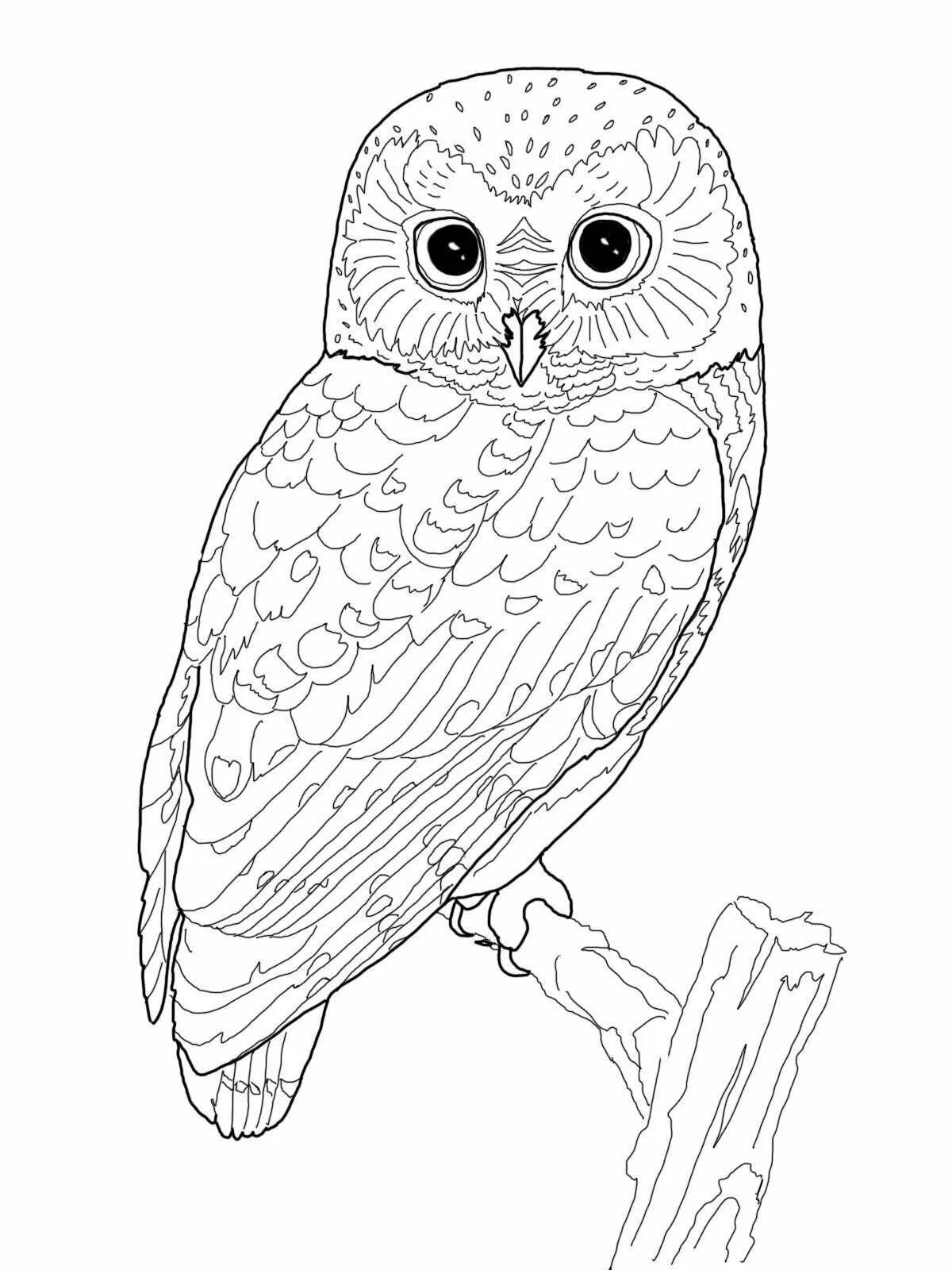 Inspirational coloring book drawing of an owl