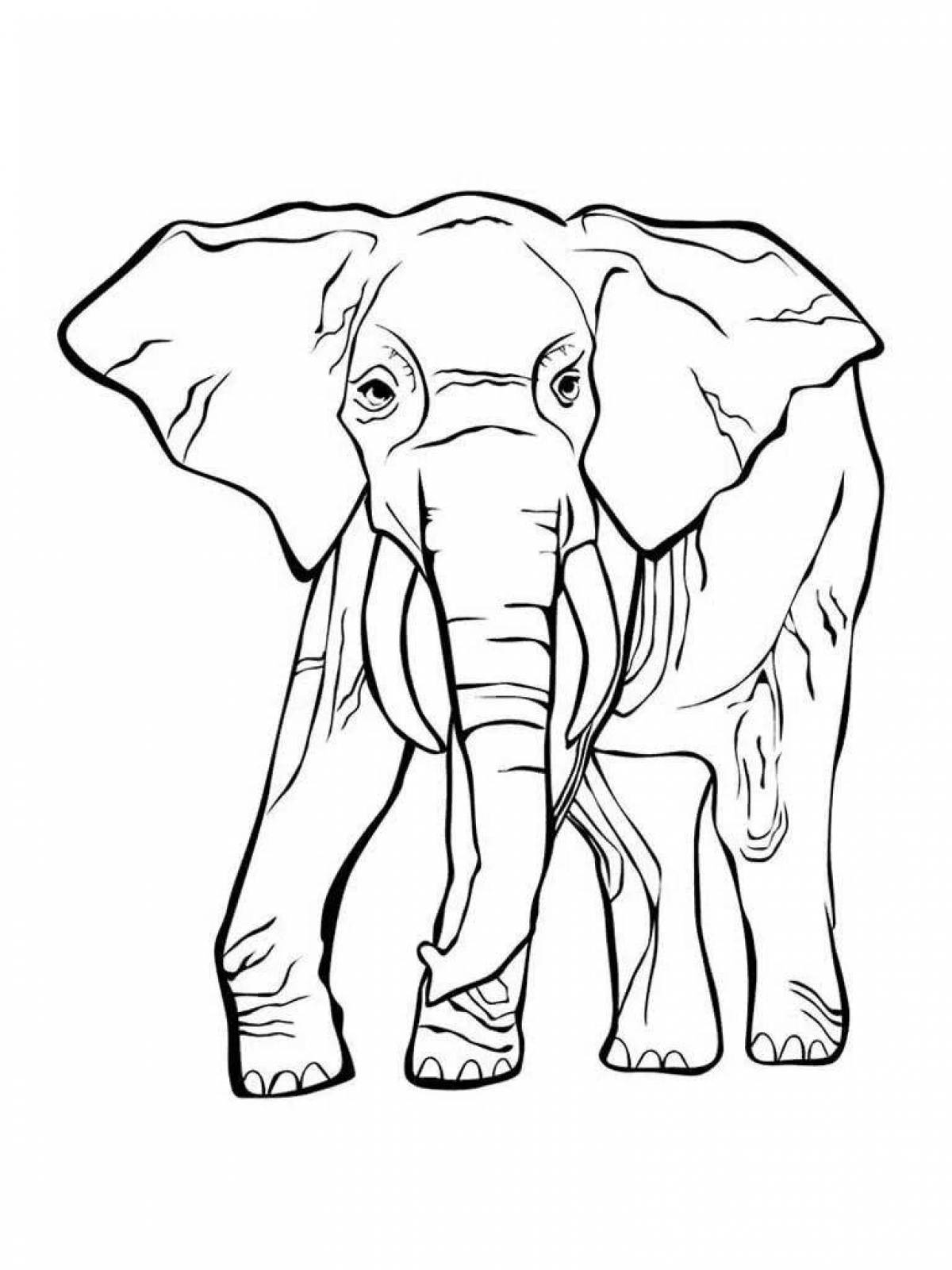Exquisite African elephant coloring