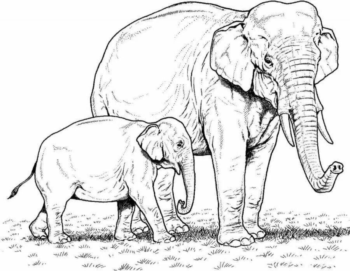 Раскраска Африканский слон | Раскраски для детей печать онлайн