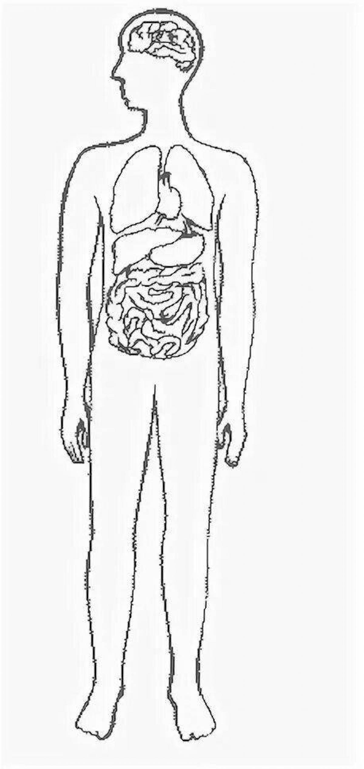 Рисунок органов тела. Контур человека с органами. Силуэт человека с органами. Контур человека с внутренними органами. Силуэт человека с оргонлмы.