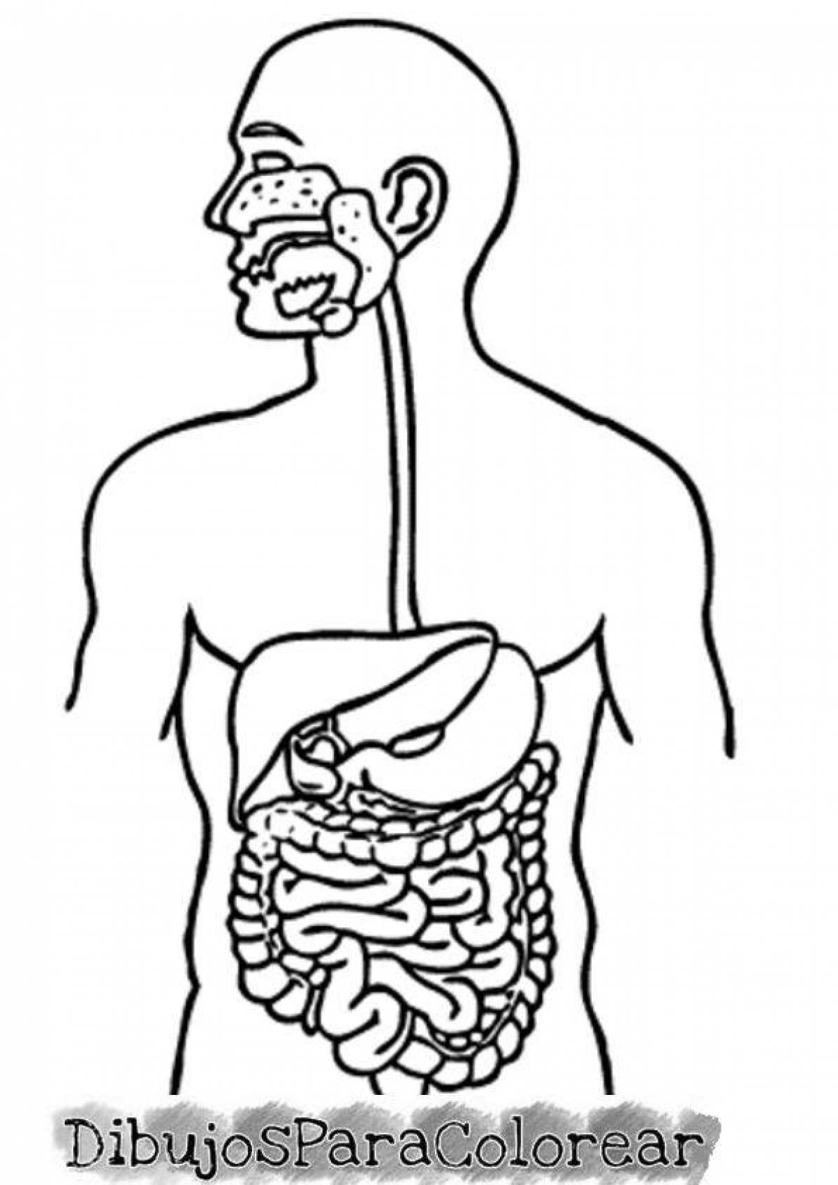 Пищеварительная система рисунок. Пищеварительная система человека. ЖКТ раскраска. Макет пищеварительной системы человека. Органы пищеварения раскраска для детей.