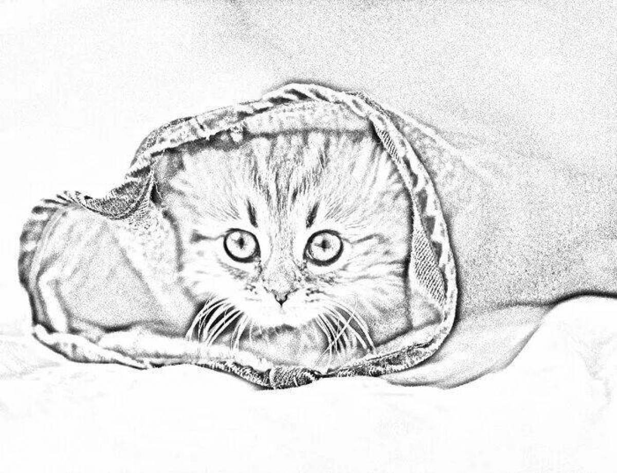 Вислоухая кошка карандашом