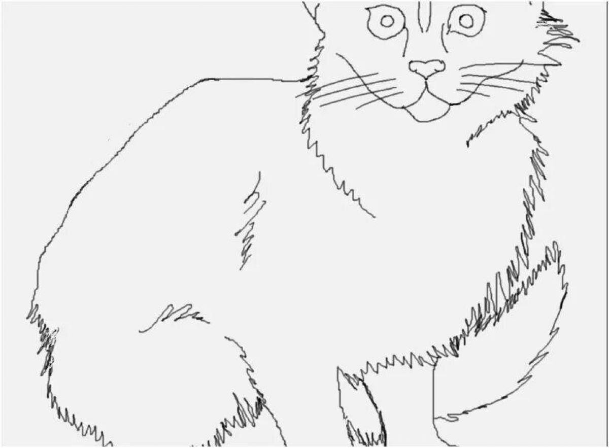 Раскраска шотландский вислоухий кот