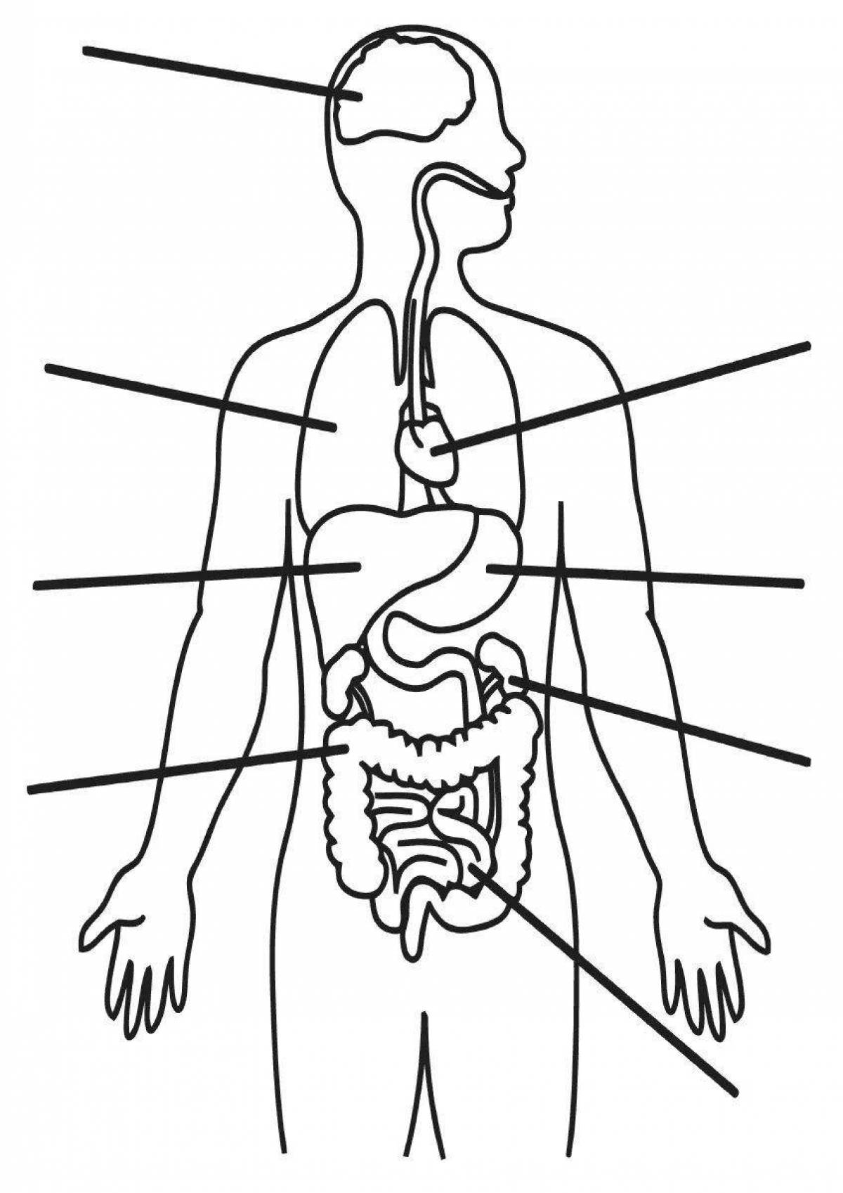 The internal structure of the human body 2 class #1