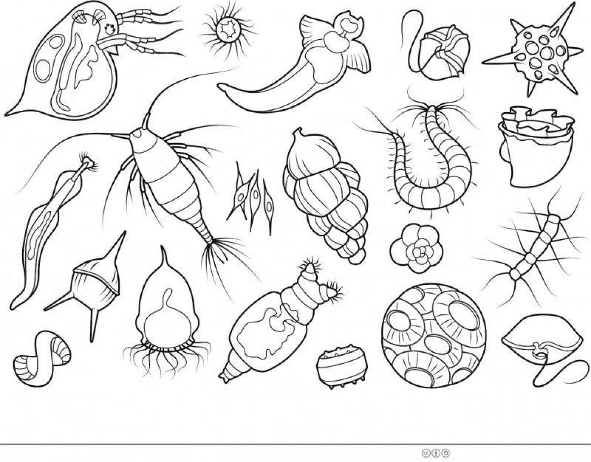 Amazing plankton coloring book