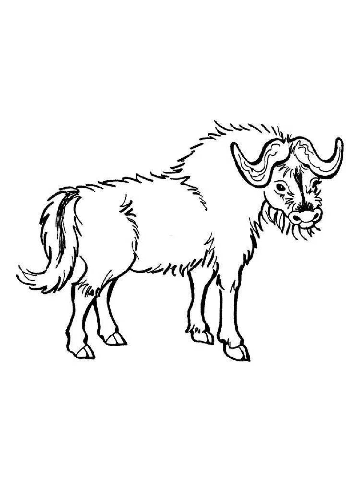 Раскраска королевский буйвол