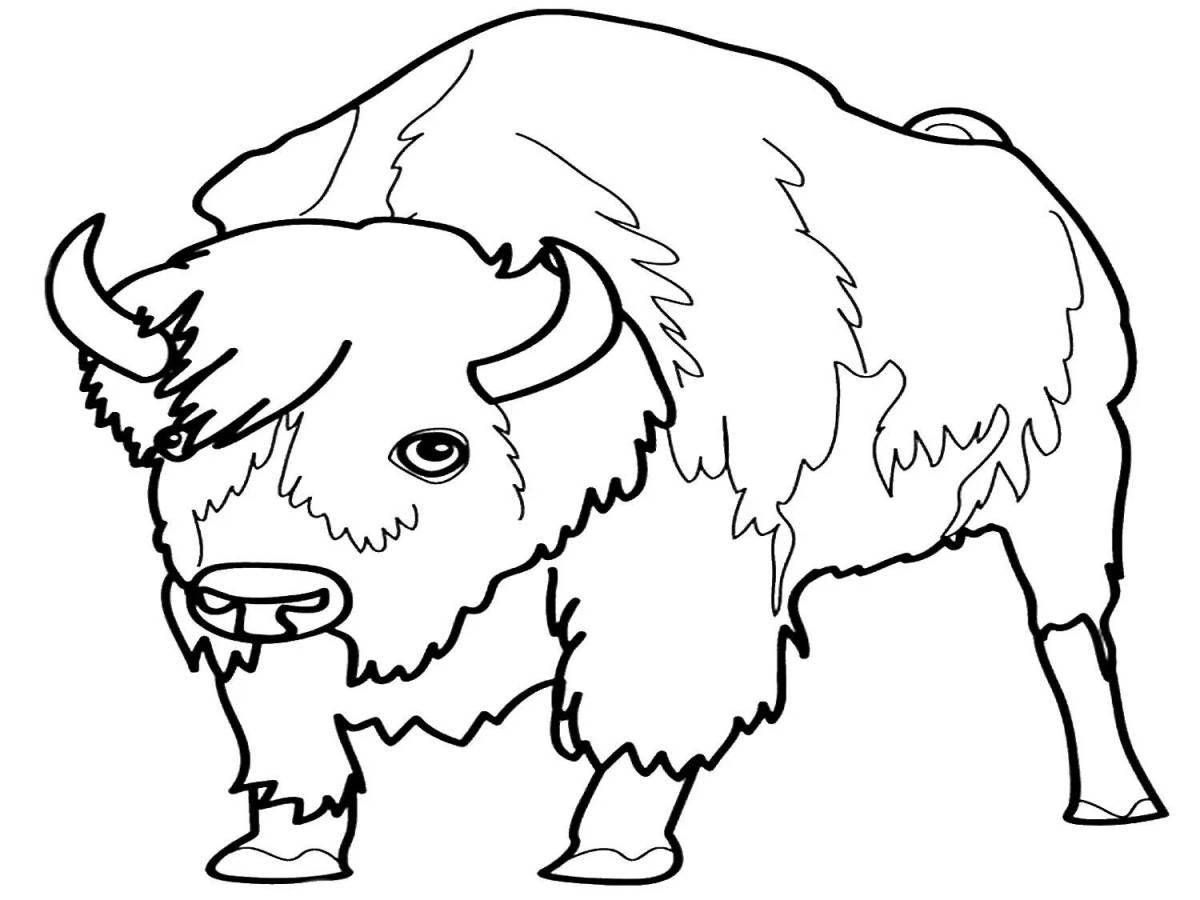 Coloring wild buffalo
