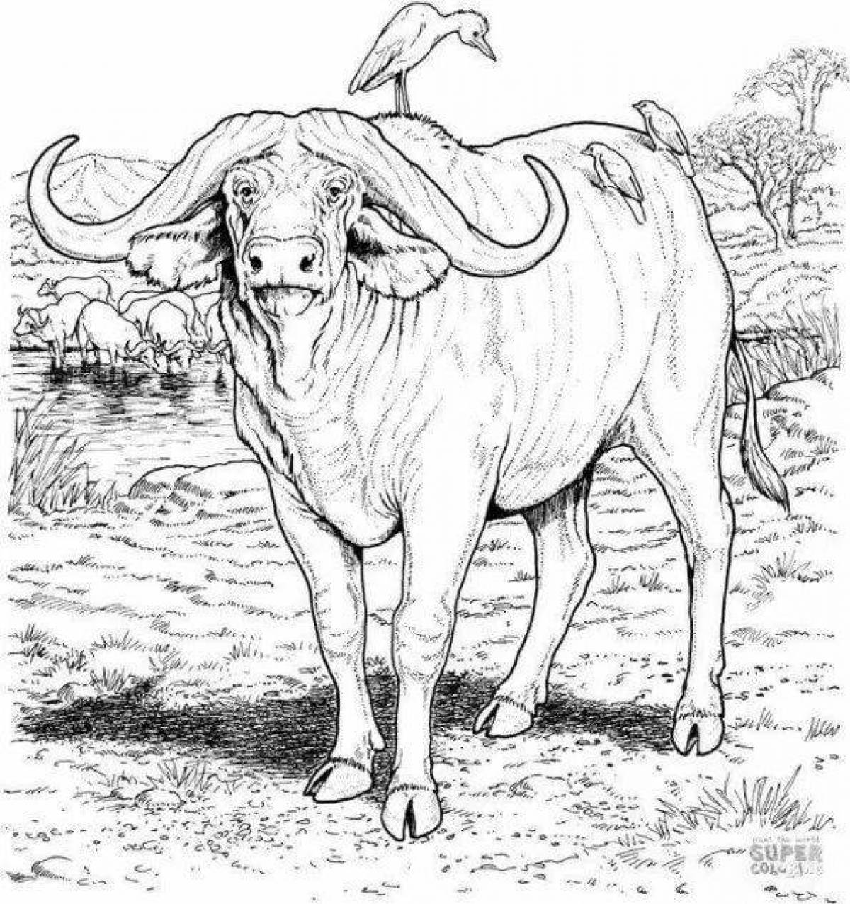 Grand buffalo coloring page